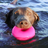 Ruff Dawg indestructible DAWG NUT XL - Lifetime Guaranteed