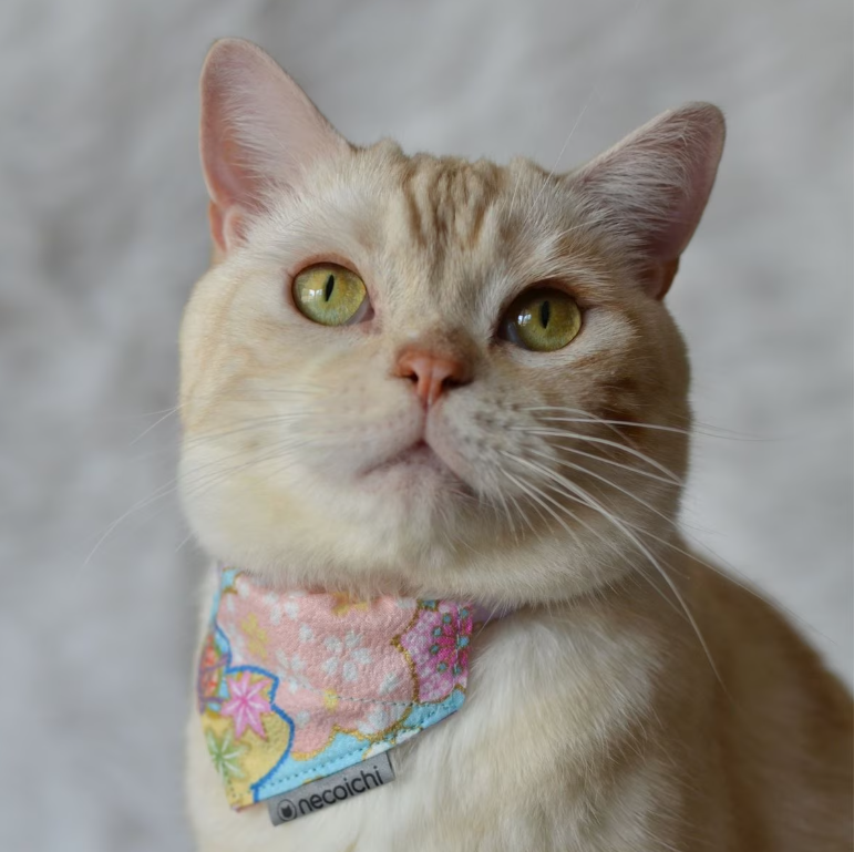 Necoichi Bandana Cat Collar with Air Tag Pocket, One Size