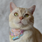 Necoichi Bandana Cat Collar with Air Tag Pocket, One Size