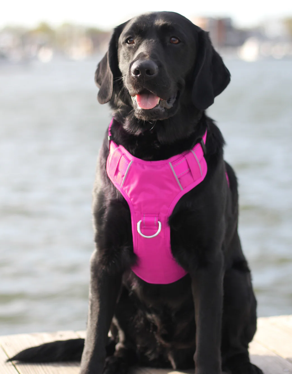 Chesapeake Bay Dog Harness - Pink