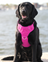 Chesapeake Bay Dog Harness - Pink