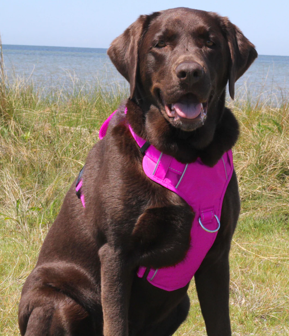 Chesapeake Bay Dog Harness - Pink