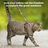PetSafe Come with Me Kitty Nylon Harness & Bungee Leash for Cats - SMALL