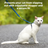 PetSafe Come with Me Kitty Nylon Harness & Bungee Leash for Cats - SMALL