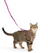 PetSafe Come with Me Kitty Nylon Harness & Bungee Leash for Cats - SMALL