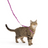 PetSafe Come with Me Kitty Nylon Harness & Bungee Leash for Cats - Large