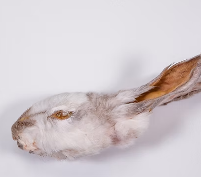 Dehydrated Rabbit Head