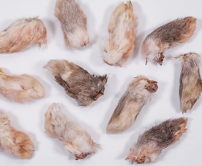 Dehydrated Rabbit Paws