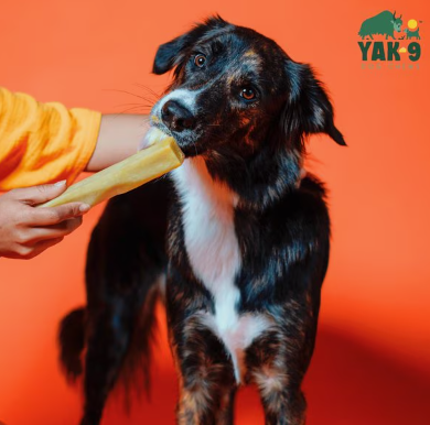 Yak9 Chews Pumpkin Yak Chew Dog Treat, Medium, 1 count