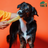 Yak9 Chews Pumpkin Yak Chew Dog Treat, Medium, 1 count