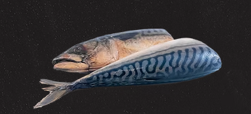 Whole Mackerel