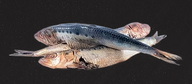 Sardines frozen 1 LB