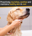 Silver Honey Skin & Coat Care Nourish & Soothe Shampoo with Odor Neutralizer