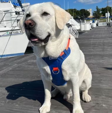 Florida Gators Team Logo Harness Pet Collar