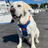 Florida Gators Team Logo Harness Pet Collar