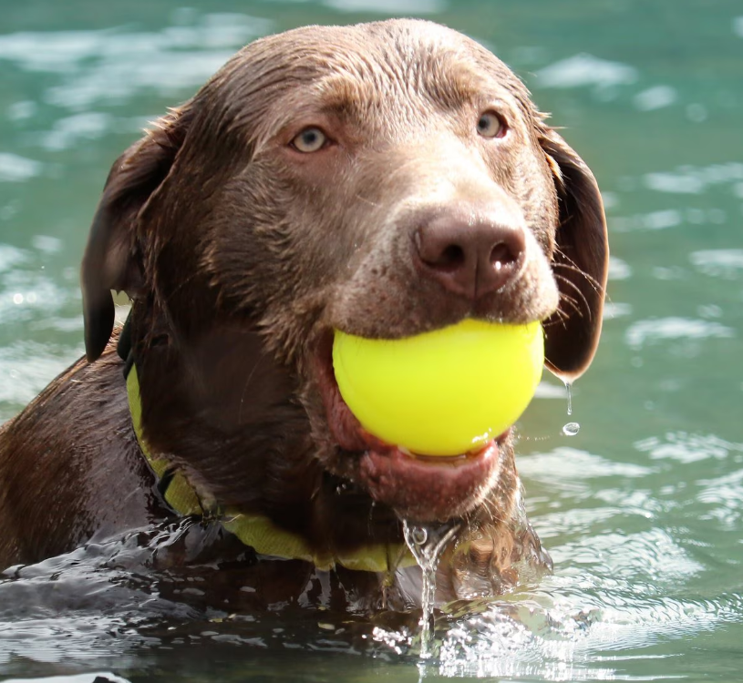 Ruff Dawg BALL XL Lifetime Guaranteed