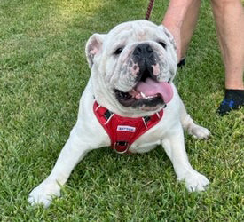 Georgia Bulldogs Dog Harness