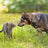 Flea & Tick Spray, Lemongrass Scent