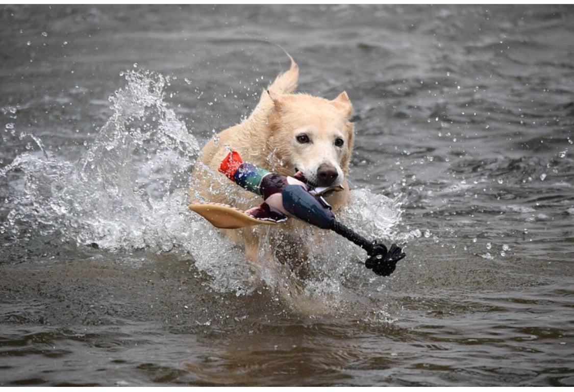 Fly and Fetch Launching Toys - Duck