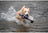 Fly and Fetch Launching Toys - Duck