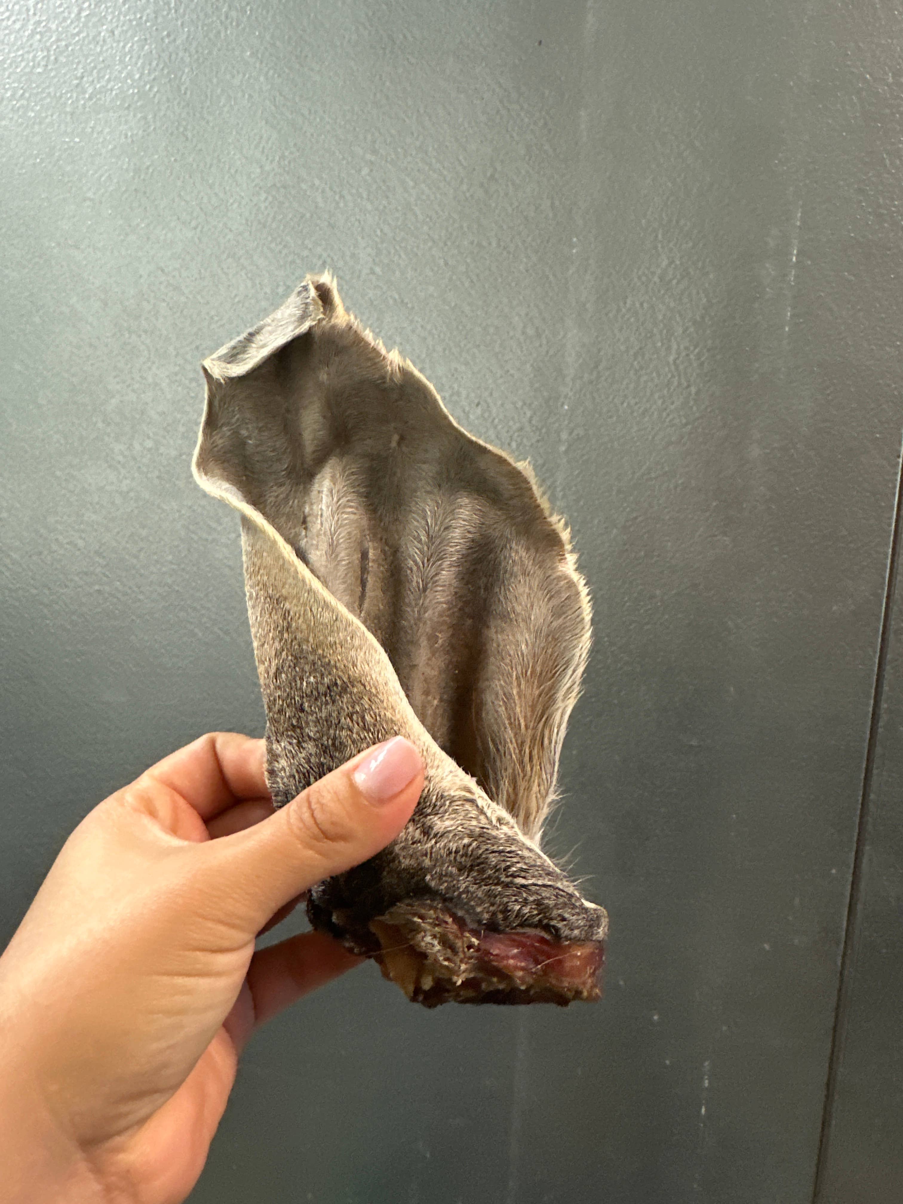 Hairy cow Ear