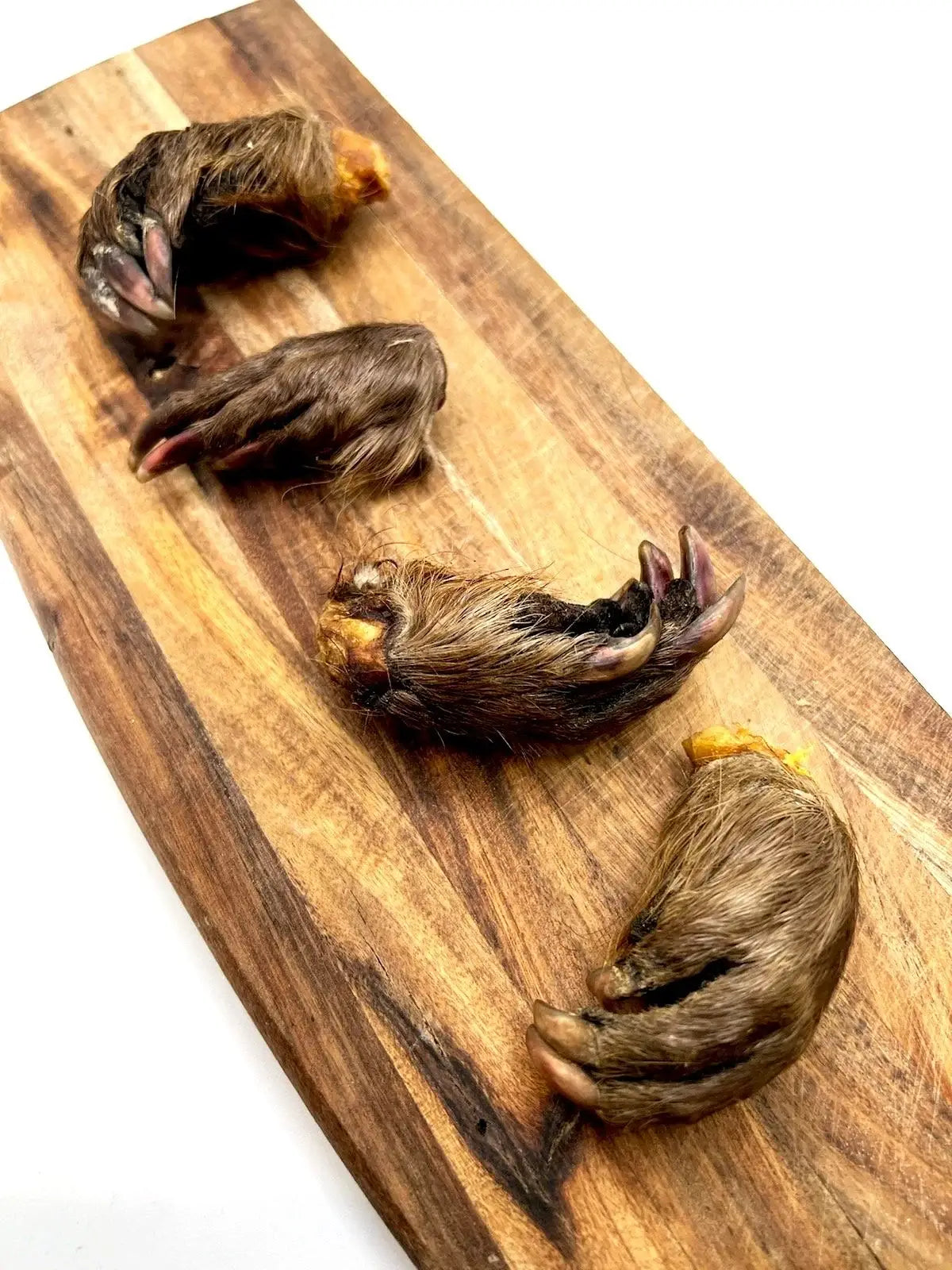 Beaver Paw