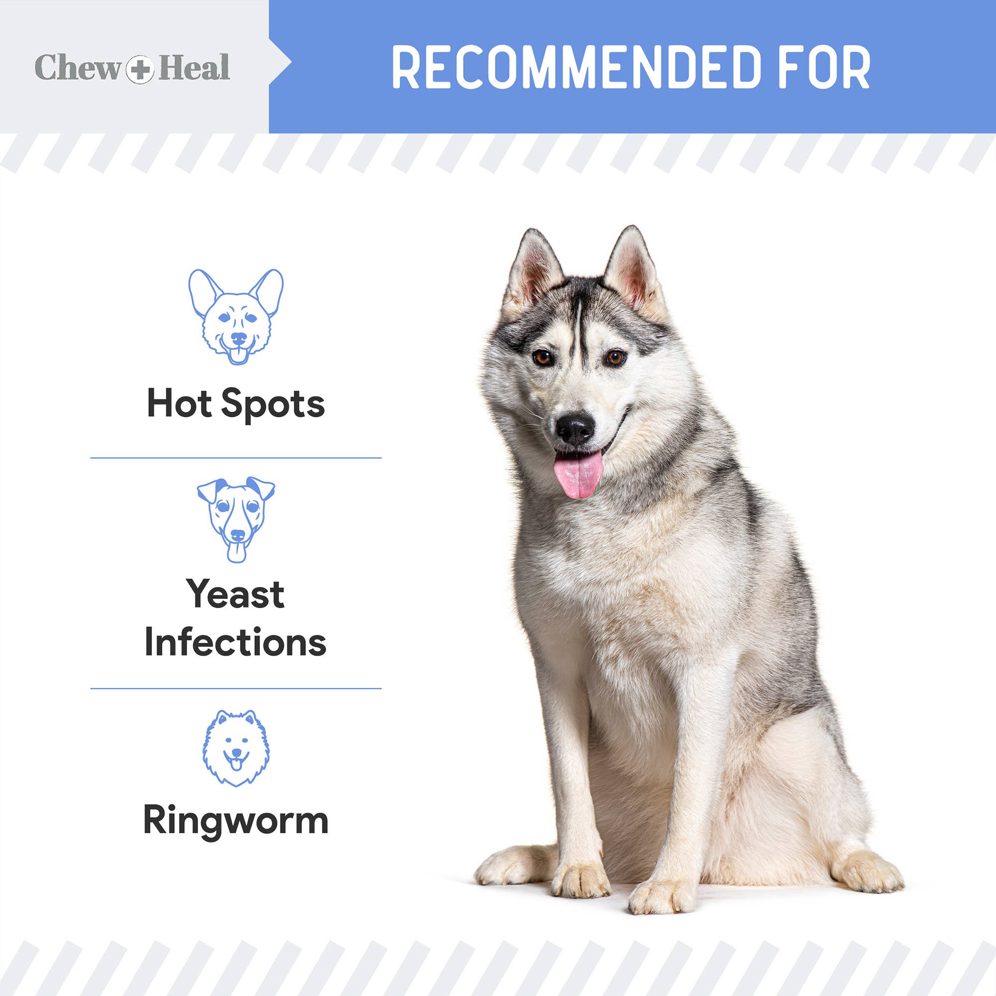 Advanced Chlorhexidine Medicated Wound Care Spray for Dogs