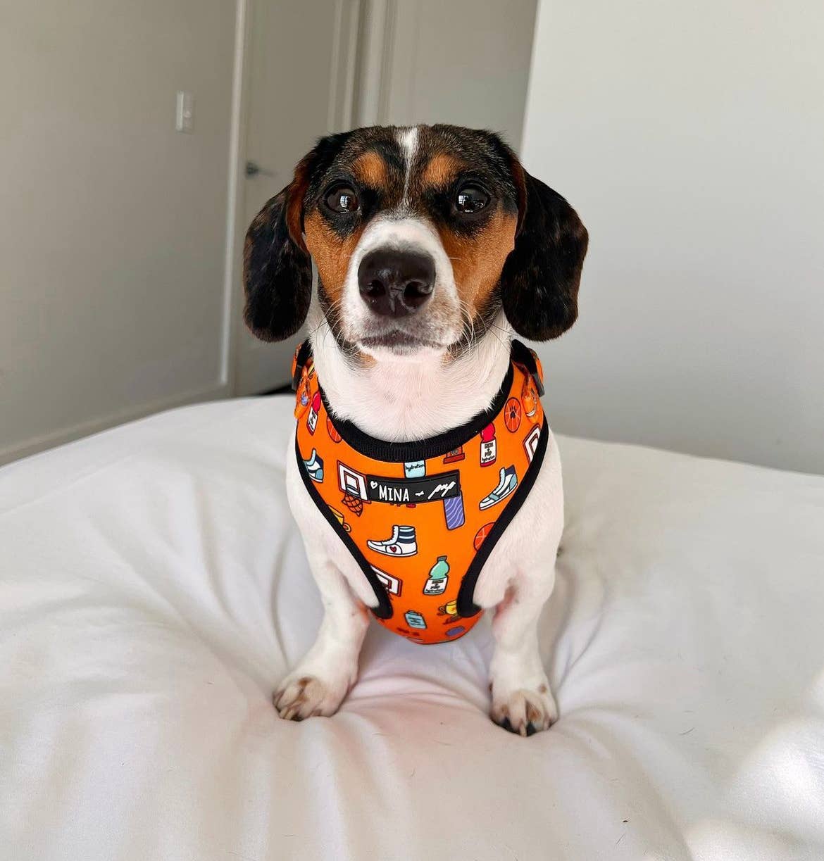 Got Game? Basketball and Sports Adjustable Dog Cat Harness