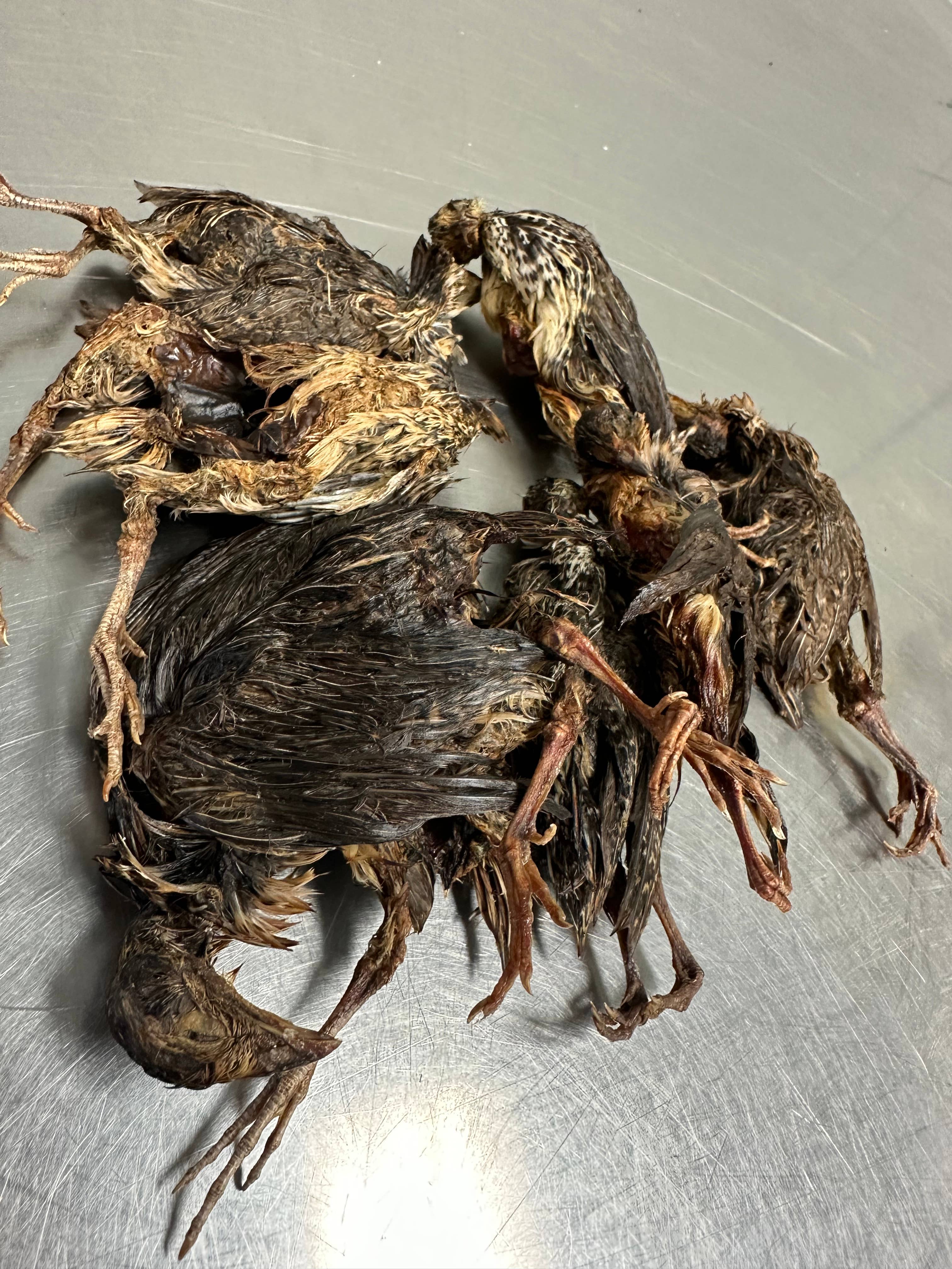 Quail With Fur