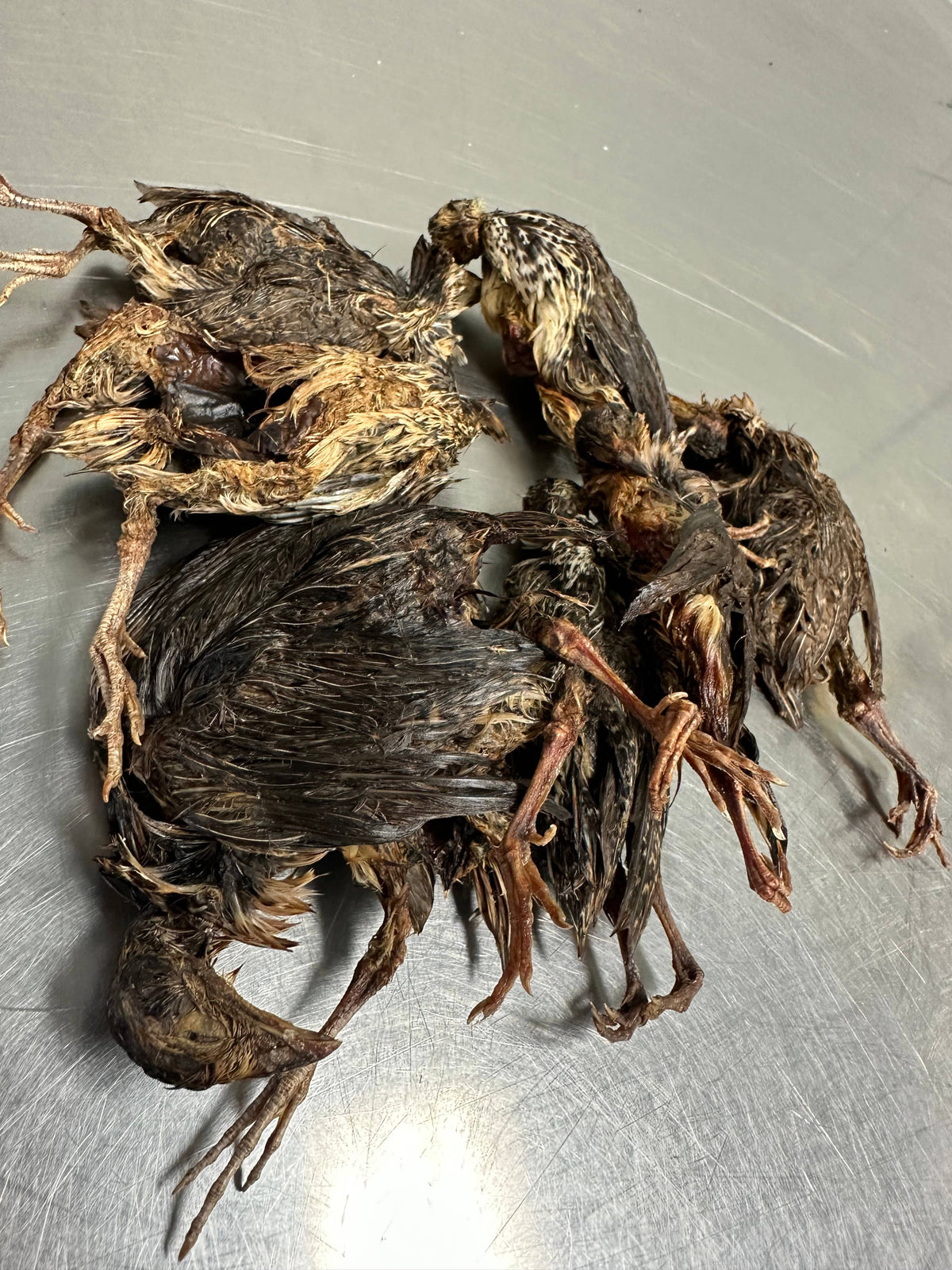 Quail With Fur