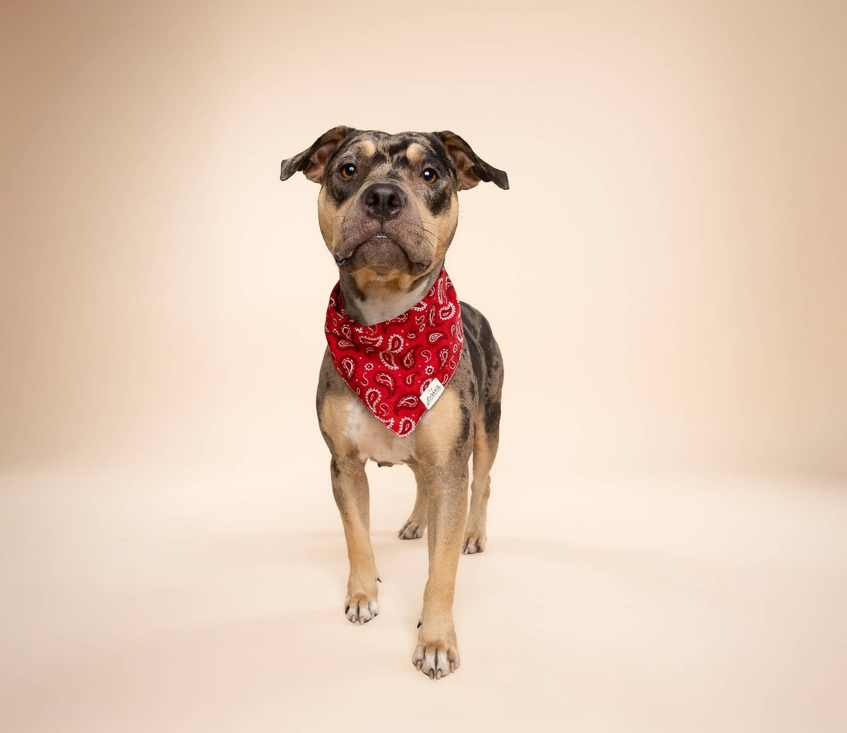 Dallas Dog Bandana
