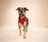 Dallas Dog Bandana