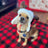 Huxley & Kent Snugfit® Holiday Dog Hat - Adjustable - Buffalo Check with Antlers