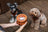 Soufflé Pet Bowl - Amber Orange