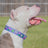 Ruff Ruff Pass Collar