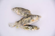 Little Trout Singles