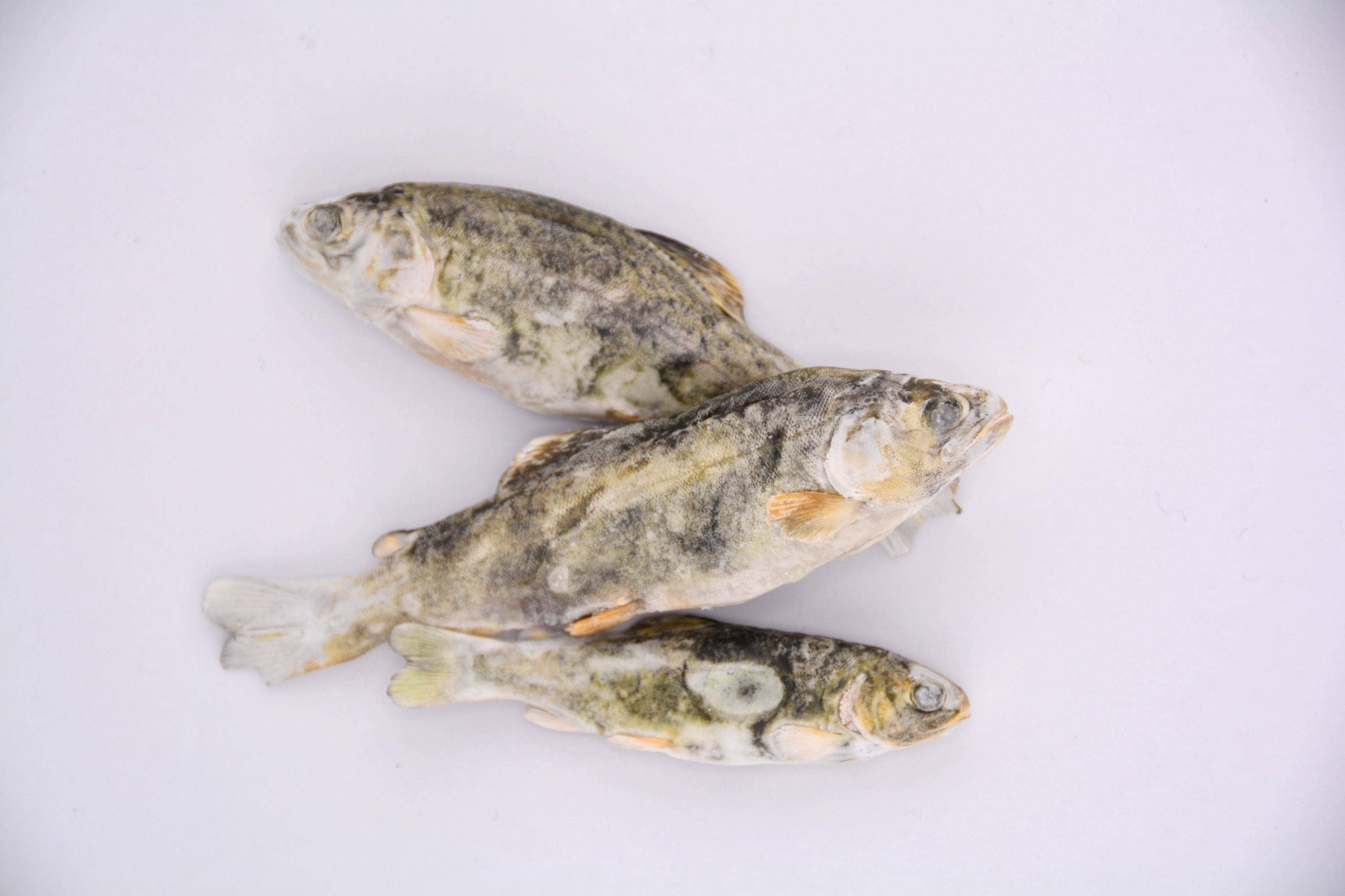 Little Trout Singles