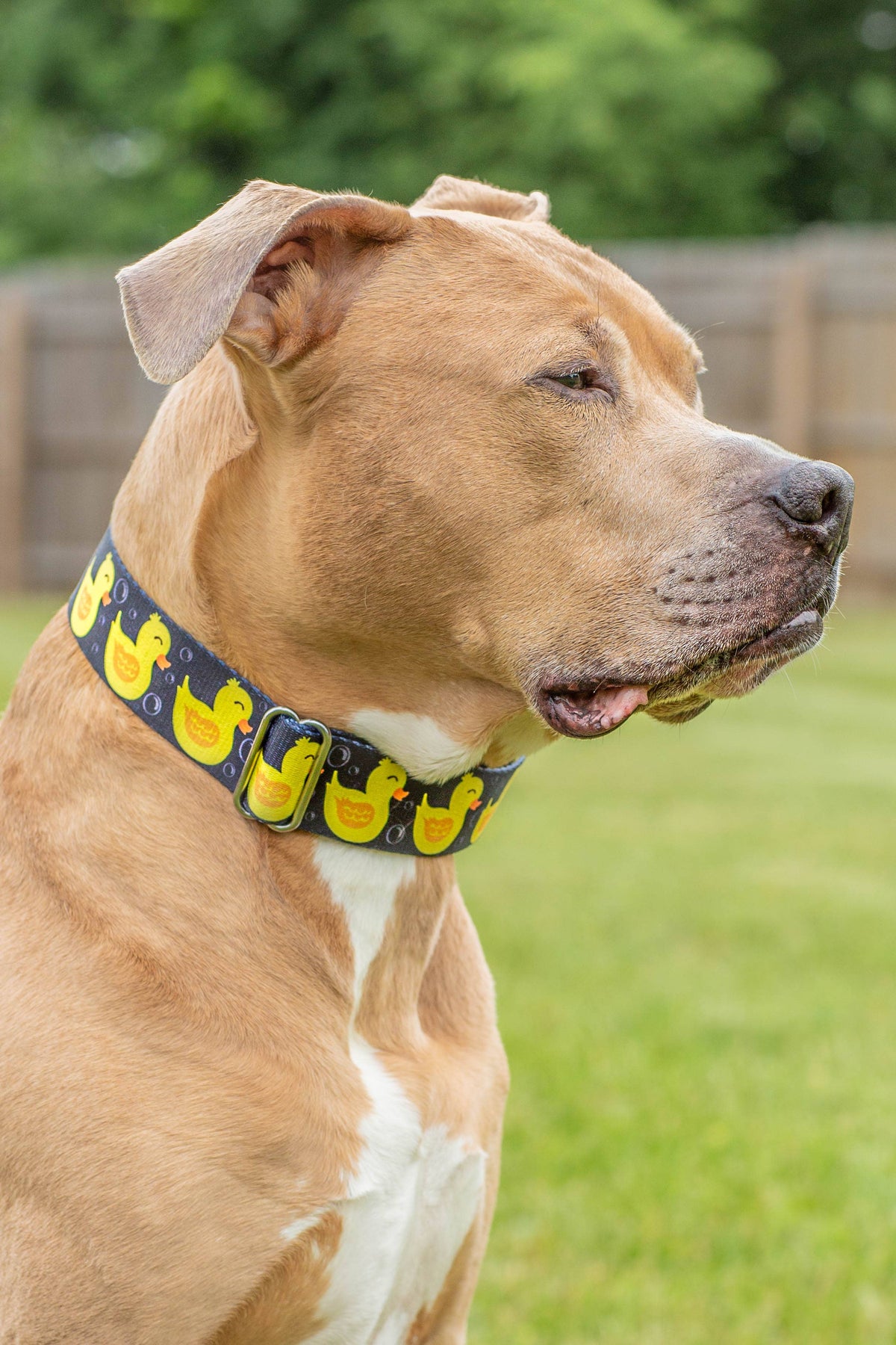 Black 'So Duckin' Cute' Collar