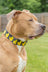 Black 'So Duckin' Cute' Collar