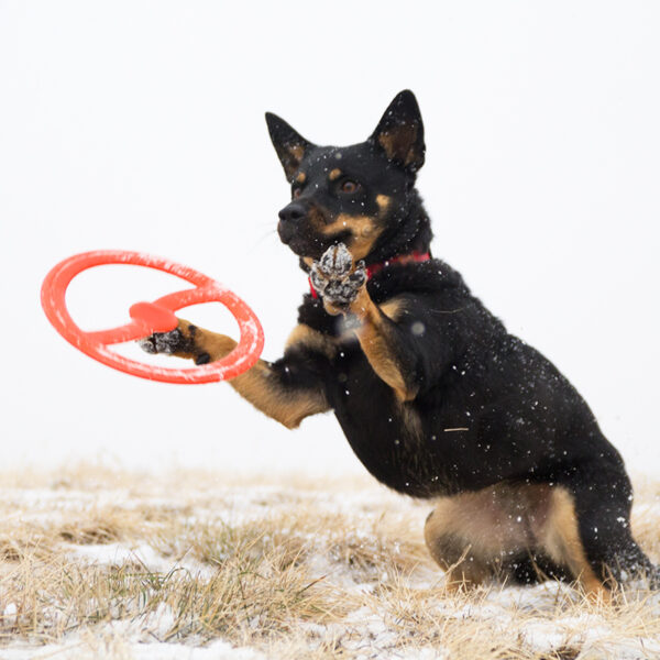 Bionic Toss n Tug