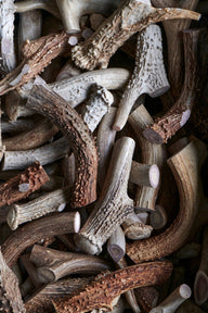 Deer Antler Dog Chews