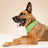 Defender Football Dog Bandana