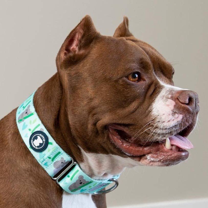 'Beary Cozy' Koala Martingale Collar