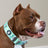 'Beary Cozy' Koala Martingale Collar