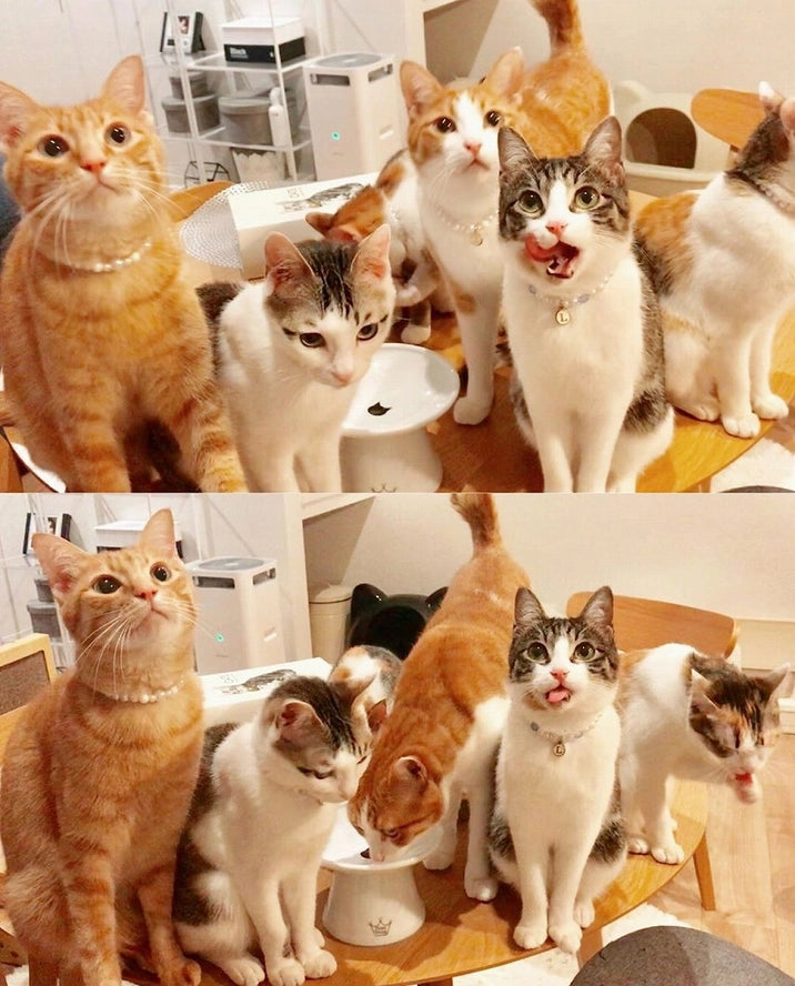 Extra Wide Raised Cat Food Bowl