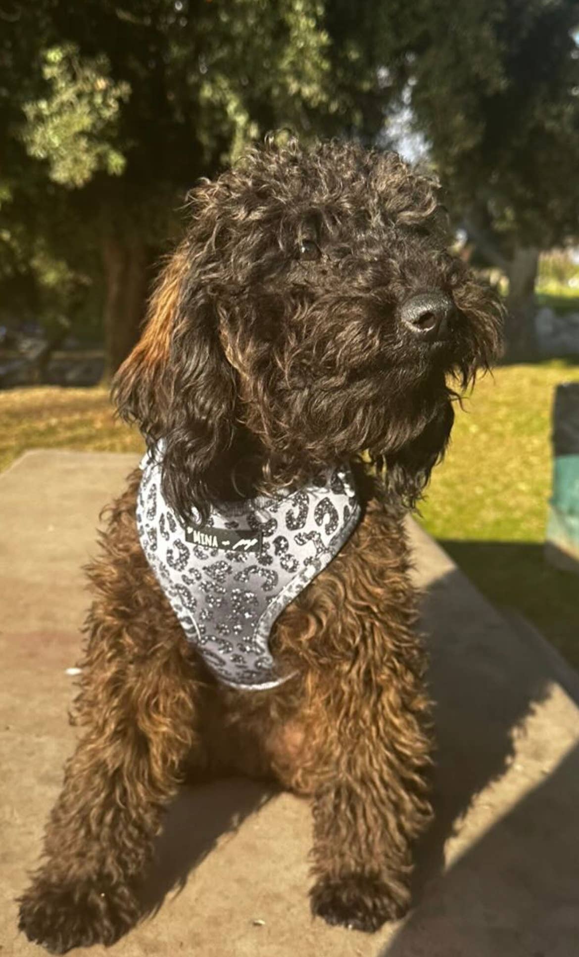 YOU’RE SO GLAM ADJUSTABLE SILVER OMBRE DOG & CAT HARNESS