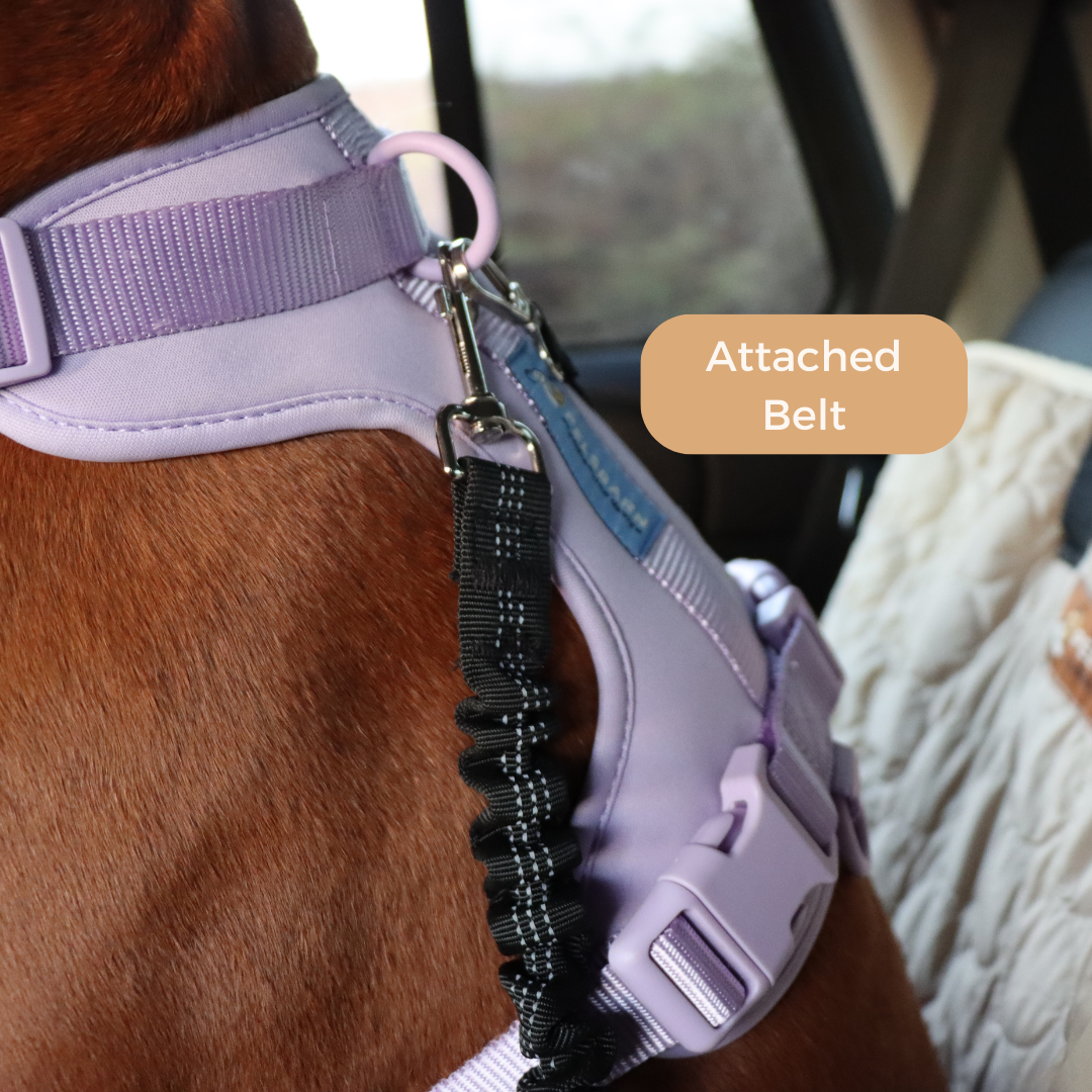 Cooling Car Bed Heat Relief - Pelsbarn helps shelter dogs!