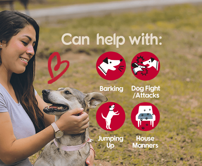 Pet Corrector