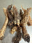 Lamb Trachea  