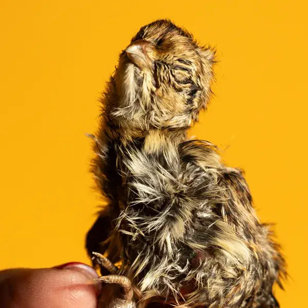 Quail Hatchling Baby - Freeze-Dried Dog & Cat Treat